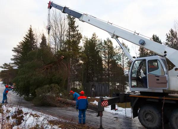 Top-Rated Tree Service in Springfield – Fast & Reliable
