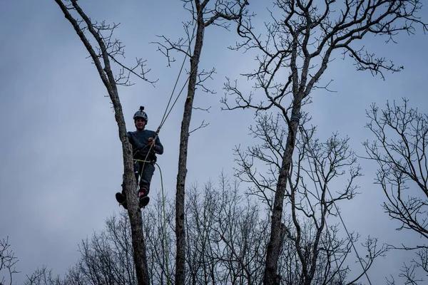 Local Tree Service Auburn with Competitive Pricing