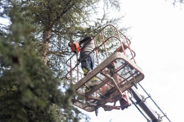 Experienced Tree Service Specialists Near You