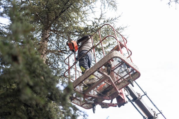 Experienced Tree Service Specialists Near You