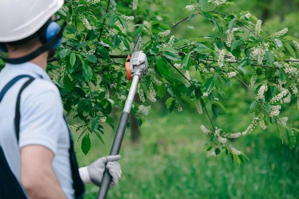 Professional Tree Trimming Service to Boost Curb Appeal