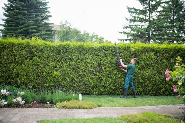 Exceptional Tree Service Janesville for Healthy and Beautiful Landscapes