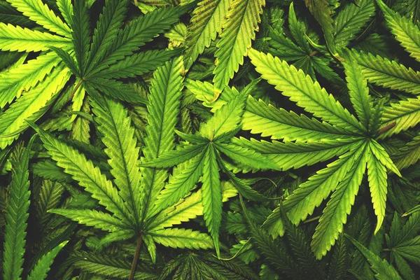 What to Look for When Shopping for Hemp Products Online