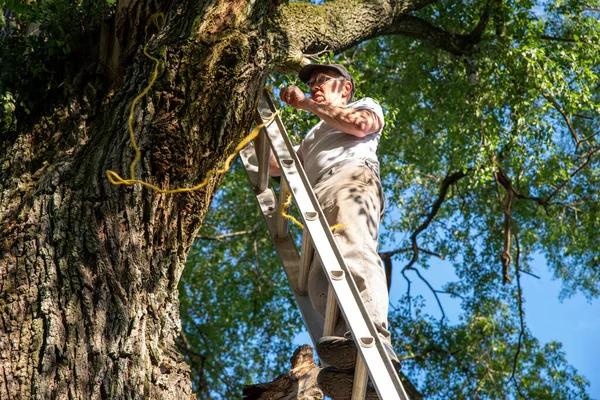 Efficient Property Preparation From Codys Tree Service land clearing